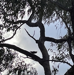 Callocephalon fimbriatum at Greenleigh, NSW - suppressed