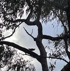 Callocephalon fimbriatum at Greenleigh, NSW - suppressed