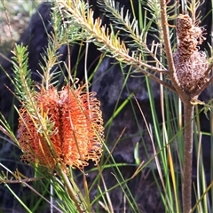 Banksia ericifolia (Heath Banksia) at Porters Creek, NSW - 14 Sep 2024 by Clarel