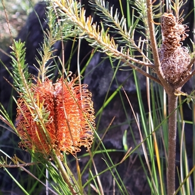 Banksia ericifolia (Heath Banksia) at Porters Creek, NSW - 14 Sep 2024 by Clarel