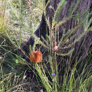 Banksia ericifolia at Porters Creek, NSW - 15 Sep 2024