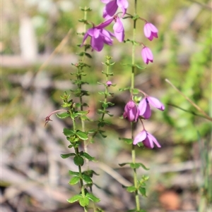 Tetratheca thymifolia at Porters Creek, NSW - 15 Sep 2024