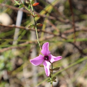 Tetratheca thymifolia at Porters Creek, NSW - 15 Sep 2024