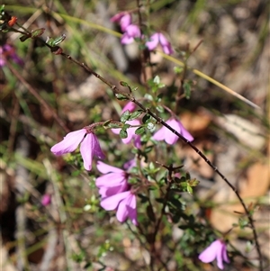 Tetratheca thymifolia at Porters Creek, NSW - 15 Sep 2024