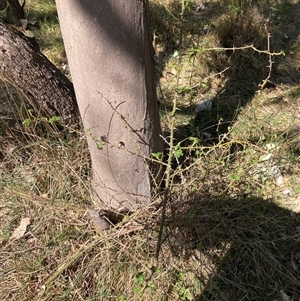 Rosa sp. at Hackett, ACT - 18 Sep 2024 01:51 PM