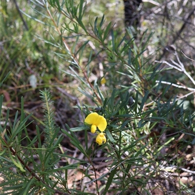 Gompholobium latifolium (Golden Glory Pea, Giant Wedge-pea) at Porters Creek, NSW - 15 Sep 2024 by Clarel