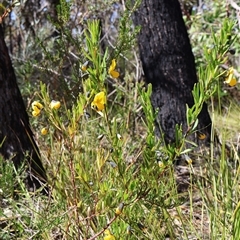 Gompholobium latifolium at Porters Creek, NSW - 15 Sep 2024 10:50 AM