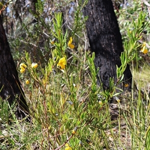 Gompholobium latifolium at Porters Creek, NSW - 15 Sep 2024