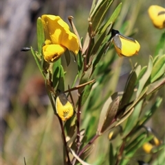 Gompholobium latifolium at Porters Creek, NSW - 15 Sep 2024