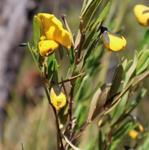 Gompholobium latifolium at Porters Creek, NSW - 15 Sep 2024