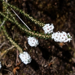 Epacris microphylla at Porters Creek, NSW - 15 Sep 2024 by Clarel