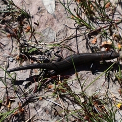 Lampropholis delicata (Delicate Skink) at Porters Creek, NSW - 15 Sep 2024 by Clarel