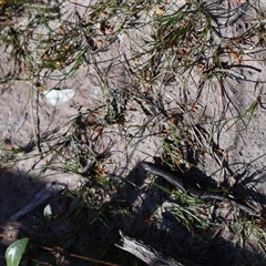 Lampropholis delicata at Porters Creek, NSW - 15 Sep 2024 10:18 AM