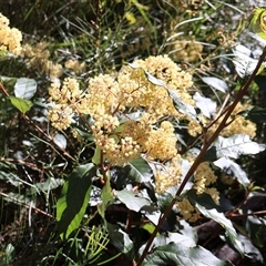 Pomaderris intermedia (Golden Pomaderris) at Porters Creek, NSW - 15 Sep 2024 by Clarel