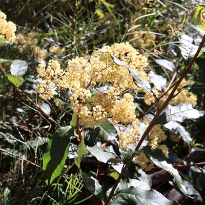 Pomaderris intermedia at Porters Creek, NSW - 14 Sep 2024 by Clarel