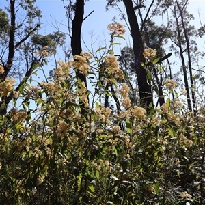 Pomaderris intermedia at Porters Creek, NSW - 15 Sep 2024