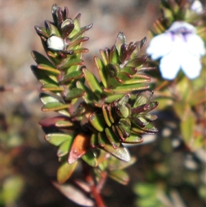 Prostanthera saxicola var. montana at Porters Creek, NSW - 15 Sep 2024