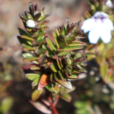 Prostanthera saxicola var. montana at Porters Creek, NSW - 14 Sep 2024 by Clarel