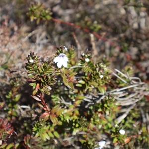 Prostanthera saxicola var. montana at Porters Creek, NSW - 15 Sep 2024