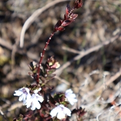 Prostanthera saxicola var. montana at Porters Creek, NSW - 15 Sep 2024