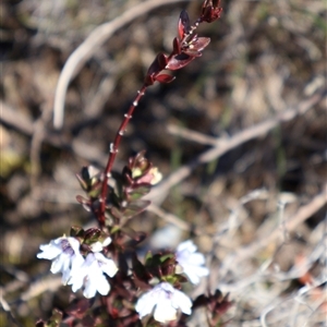 Prostanthera saxicola var. montana at Porters Creek, NSW - 15 Sep 2024 09:34 AM