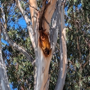 Apis mellifera at Forrest, ACT - 19 Sep 2024 09:03 AM