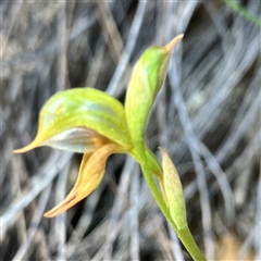 Oligochaetochilus aciculiformis (Needle-point rustyhood) at Bruce, ACT - 18 Sep 2024 by MeganDixon