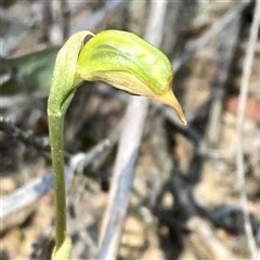 Oligochaetochilus aciculiformis at Bruce, ACT - 18 Sep 2024