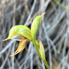 Oligochaetochilus aciculiformis at Bruce, ACT - 18 Sep 2024