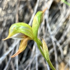 Oligochaetochilus aciculiformis at Bruce, ACT - 18 Sep 2024