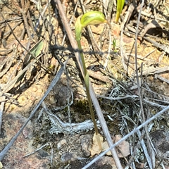 Oligochaetochilus aciculiformis at Bruce, ACT - 18 Sep 2024