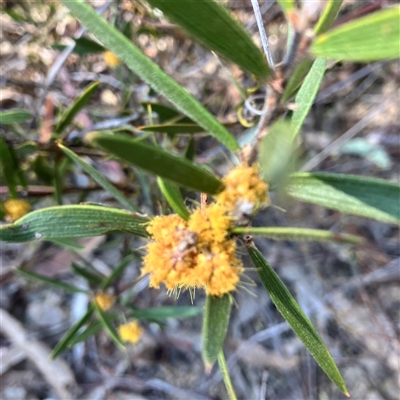 Acacia lanigera var. lanigera (Woolly Wattle, Hairy Wattle) at Aranda, ACT - 18 Sep 2024 by MeganDixon