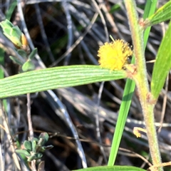 Acacia lanigera var. lanigera at Aranda, ACT - 18 Sep 2024