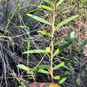 Acacia lanigera var. lanigera at Aranda, ACT - 18 Sep 2024 03:15 PM