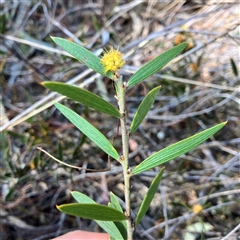 Acacia lanigera var. lanigera at Aranda, ACT - 18 Sep 2024 03:15 PM