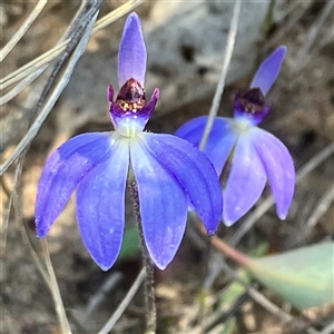 Cyanicula caerulea at Yarralumla, ACT - 18 Sep 2024