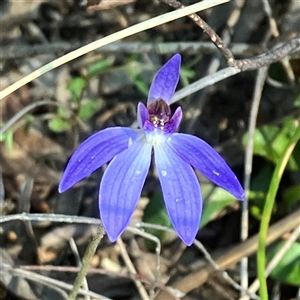 Cyanicula caerulea at Yarralumla, ACT - 18 Sep 2024