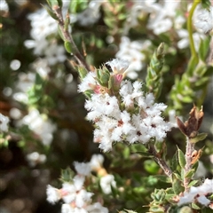 Leucopogon attenuatus (Small-leaved Beard Heath) at Yarralumla, ACT - 18 Sep 2024 by MeganDixon