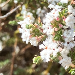 Styphelia attenuatus at Yarralumla, ACT - 18 Sep 2024