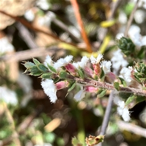 Styphelia attenuatus at Yarralumla, ACT - 18 Sep 2024