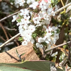 Styphelia attenuatus at Yarralumla, ACT - 18 Sep 2024