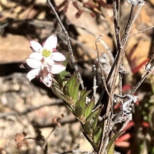 Rhytidosporum procumbens at Aranda, ACT - 18 Sep 2024