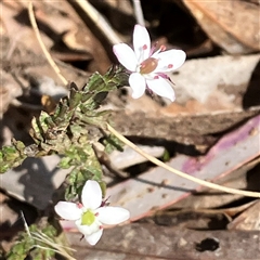 Rhytidosporum procumbens at Aranda, ACT - 18 Sep 2024 02:05 PM