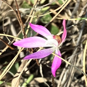 Caladenia fuscata at Aranda, ACT - suppressed