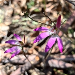 Caladenia fuscata at Aranda, ACT - suppressed