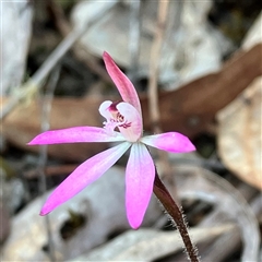 Caladenia fuscata at Aranda, ACT - 18 Sep 2024