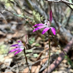 Caladenia fuscata at Aranda, ACT - 18 Sep 2024