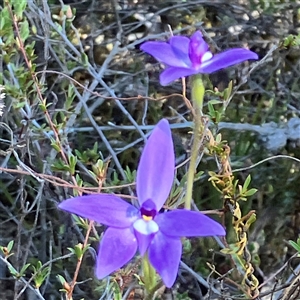 Glossodia major at Aranda, ACT - suppressed