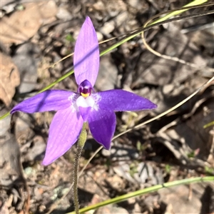 Glossodia major at Aranda, ACT - 18 Sep 2024