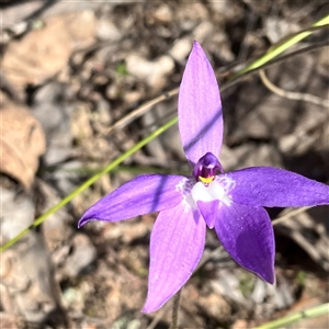 Glossodia major at Aranda, ACT - 18 Sep 2024